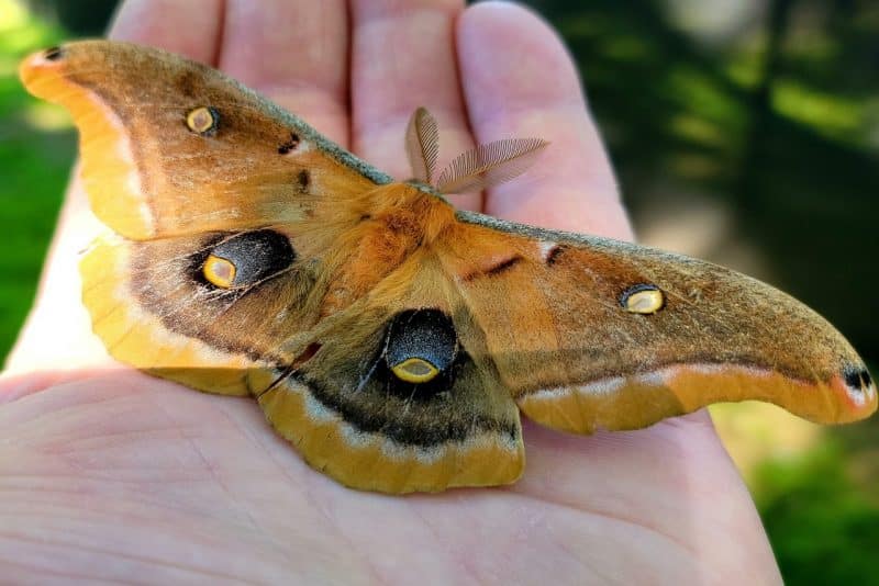 Polyphemus Moths - animals that start with p