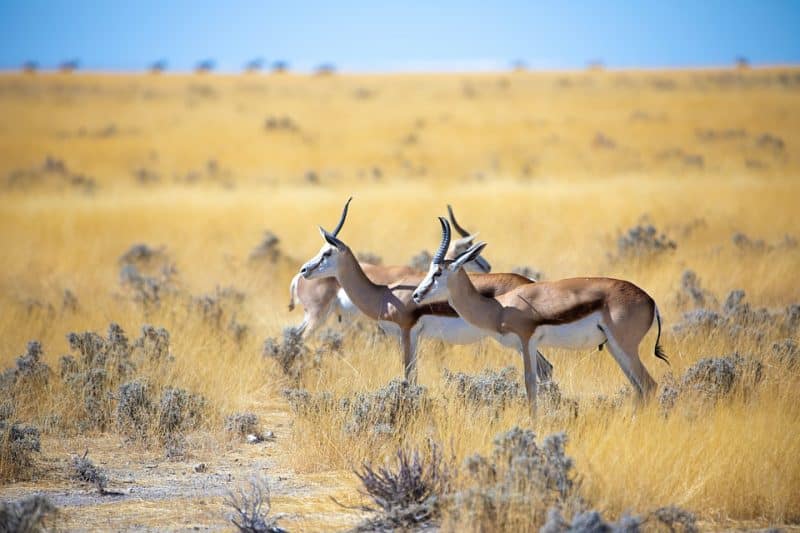 The Top 10 Fastest Animals in The World, Springbok in Africa | AnimalsAroundtheGlobe