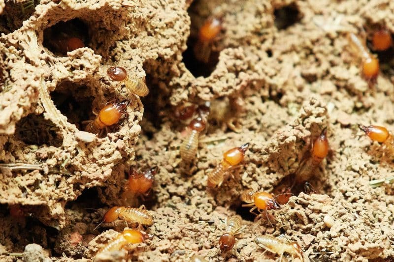 Termite - animals that start with t