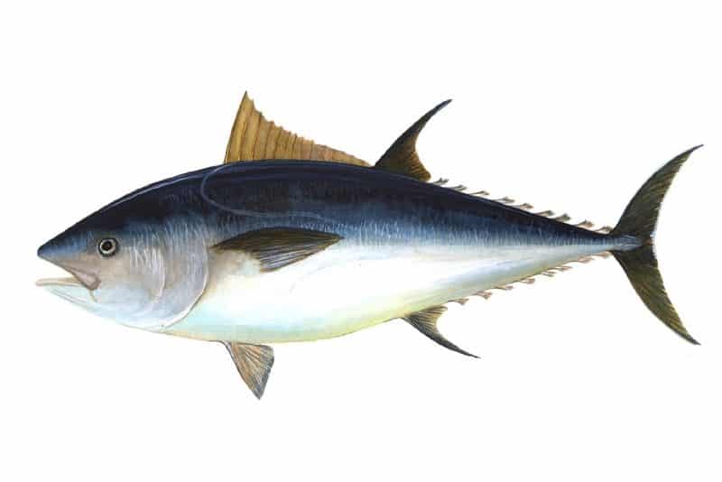 tuna - animals that start with t