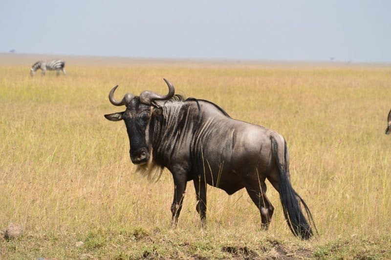 The Top 10 Fastest Animals in The World wildebeest, Africa | AnimalsAroundtheGlobe