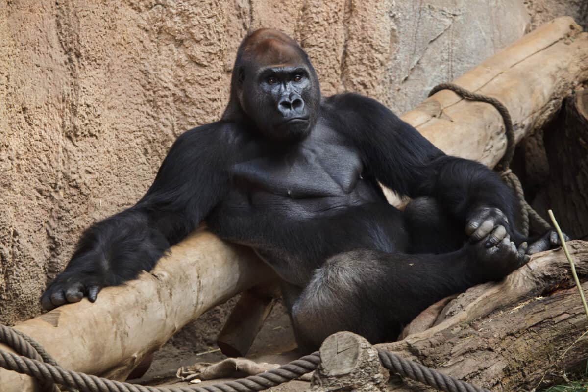 Watch: Gorilla Mom Shows Off Her Baby to Zoo Visitors - Animals Around ...