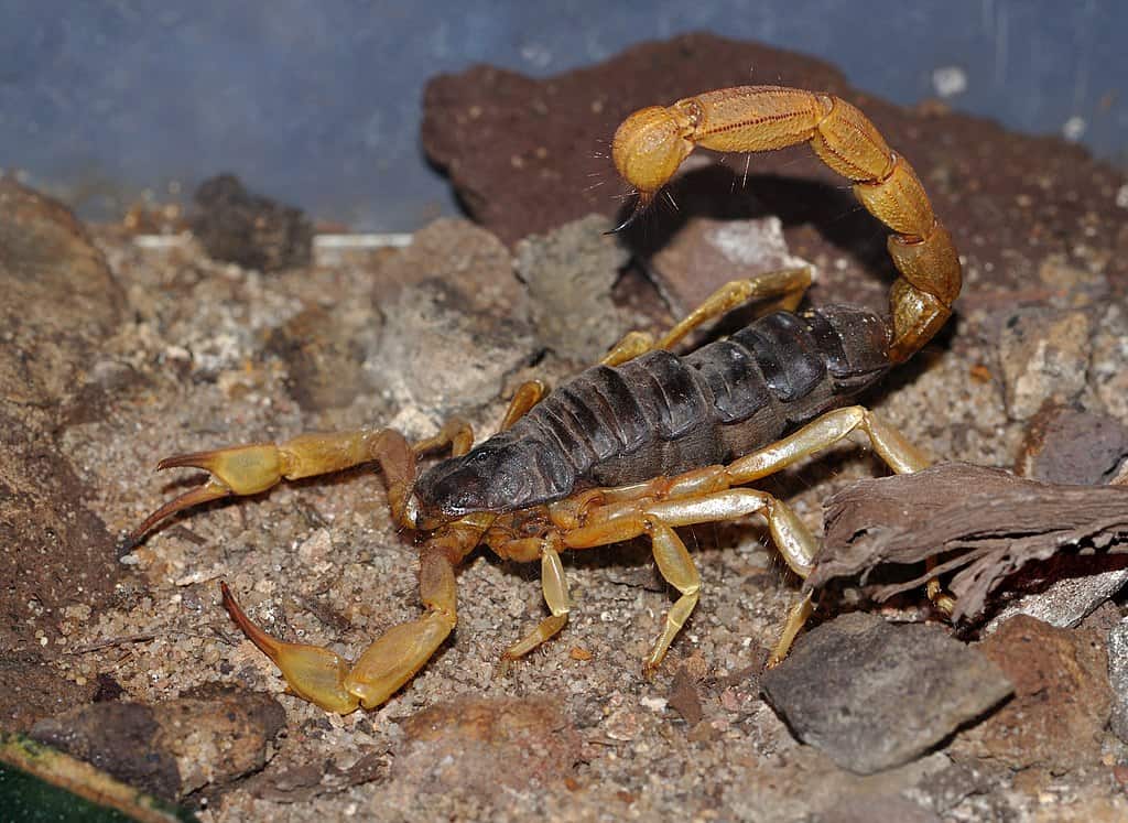 Fattail Scorpion