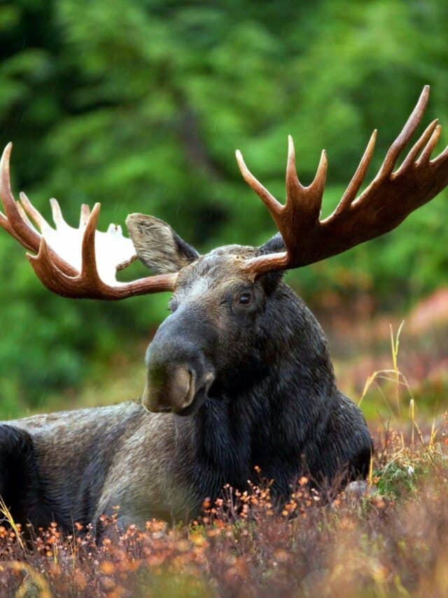Top 10 States With The Most Moose