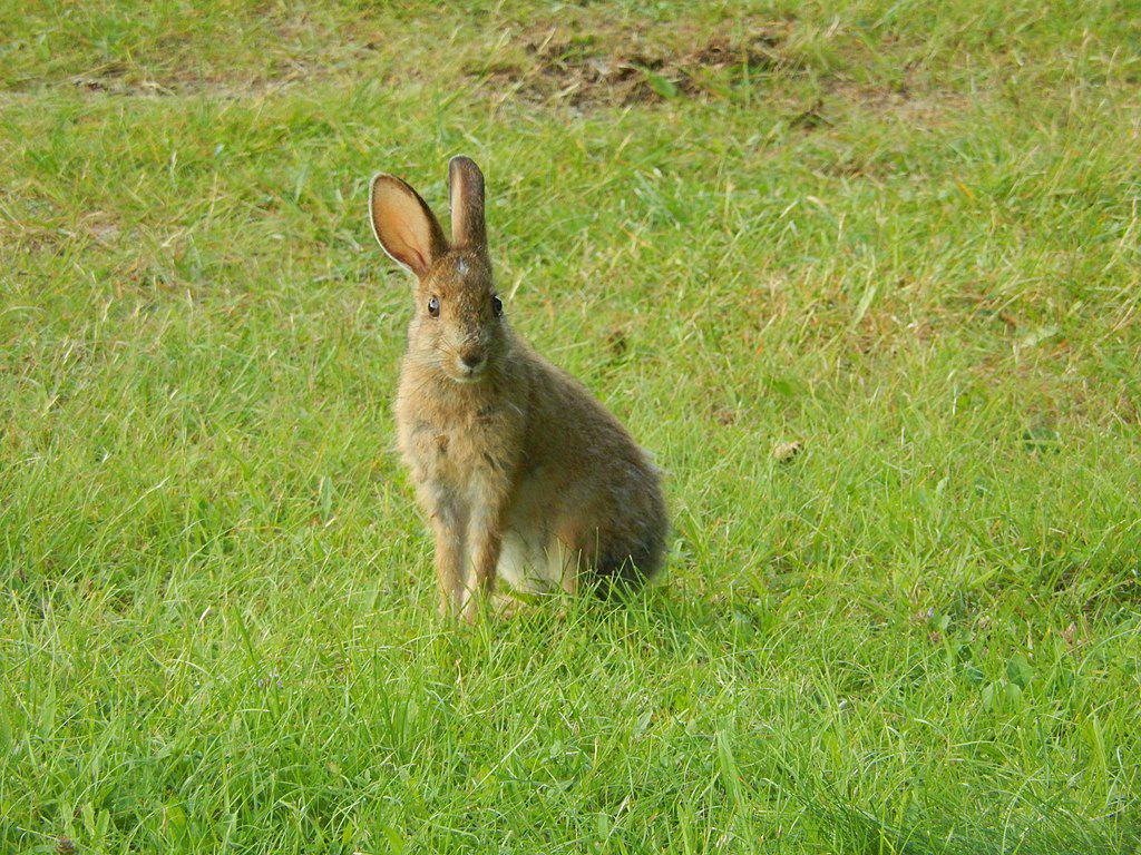  Snowshoe hare 