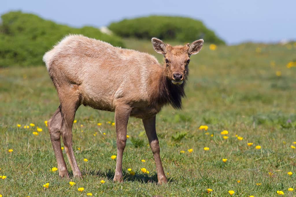 Juvenile Elk