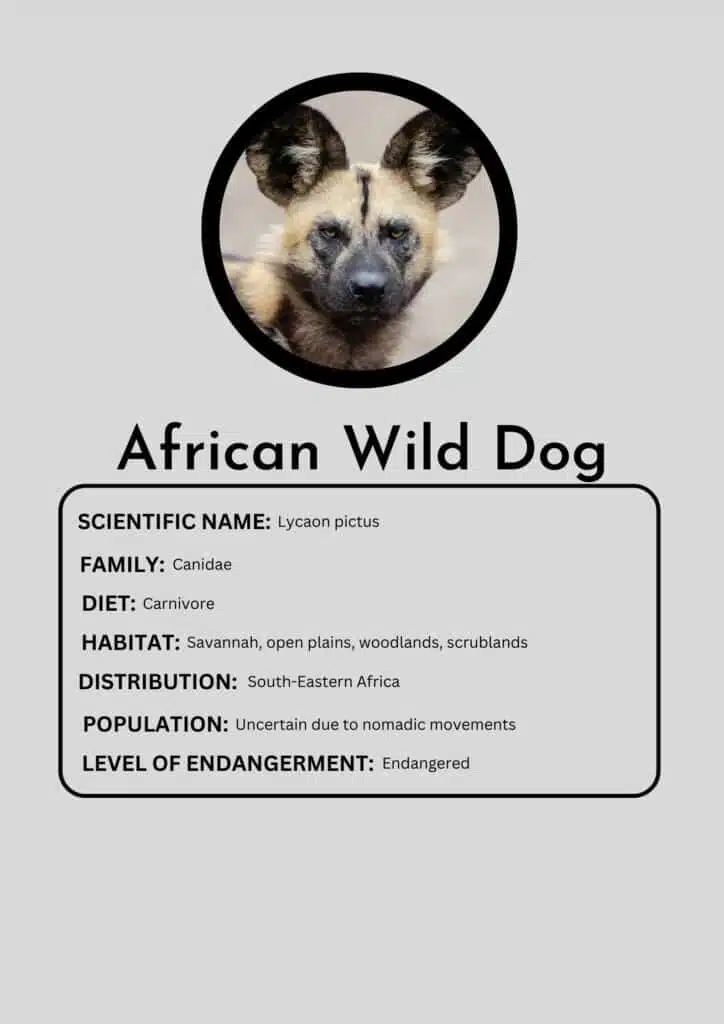 african wild dog pet