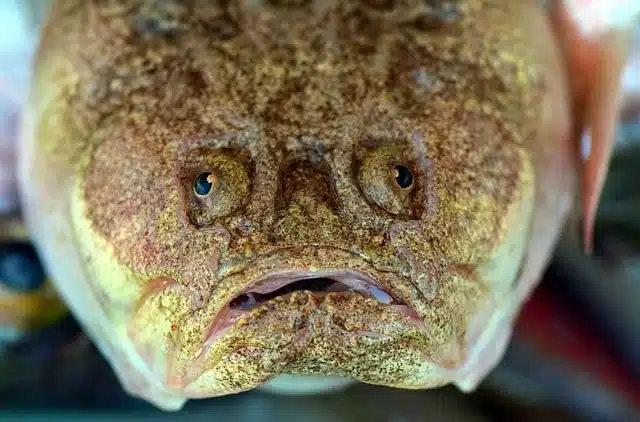 Blob fish is named world's ugliest animal