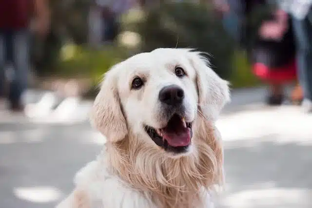 Golden Smart Dog Xxx Video - English Cream Golden Retriever - Animals Around The Globe