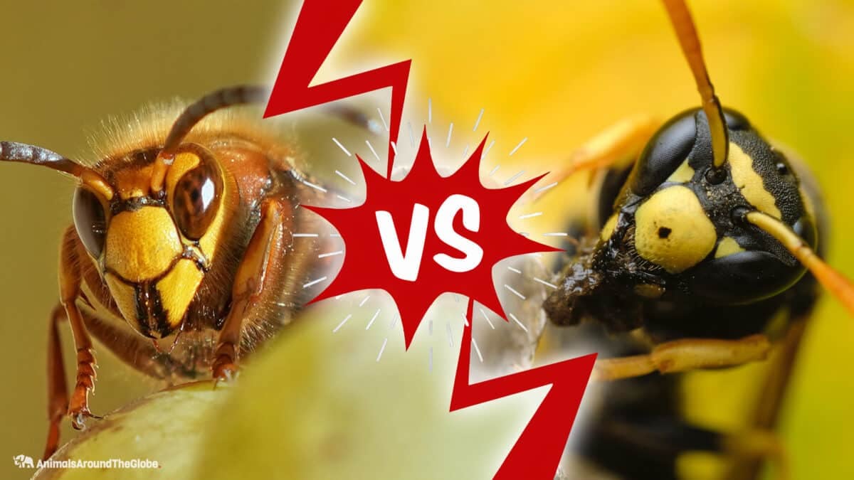 Hornet Wasp: Key Differences, Pros Cons, FAQ Difference 101, 42% OFF