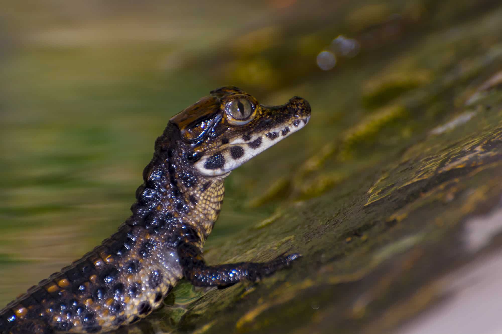 Young alligator. I