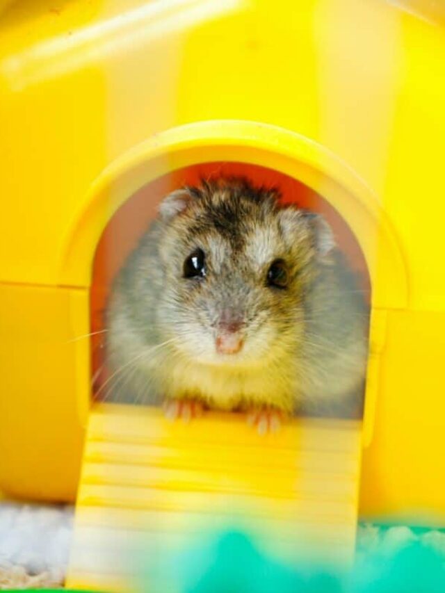 How to Choose an Ideal Hamster Cage - Animals Around The Globe