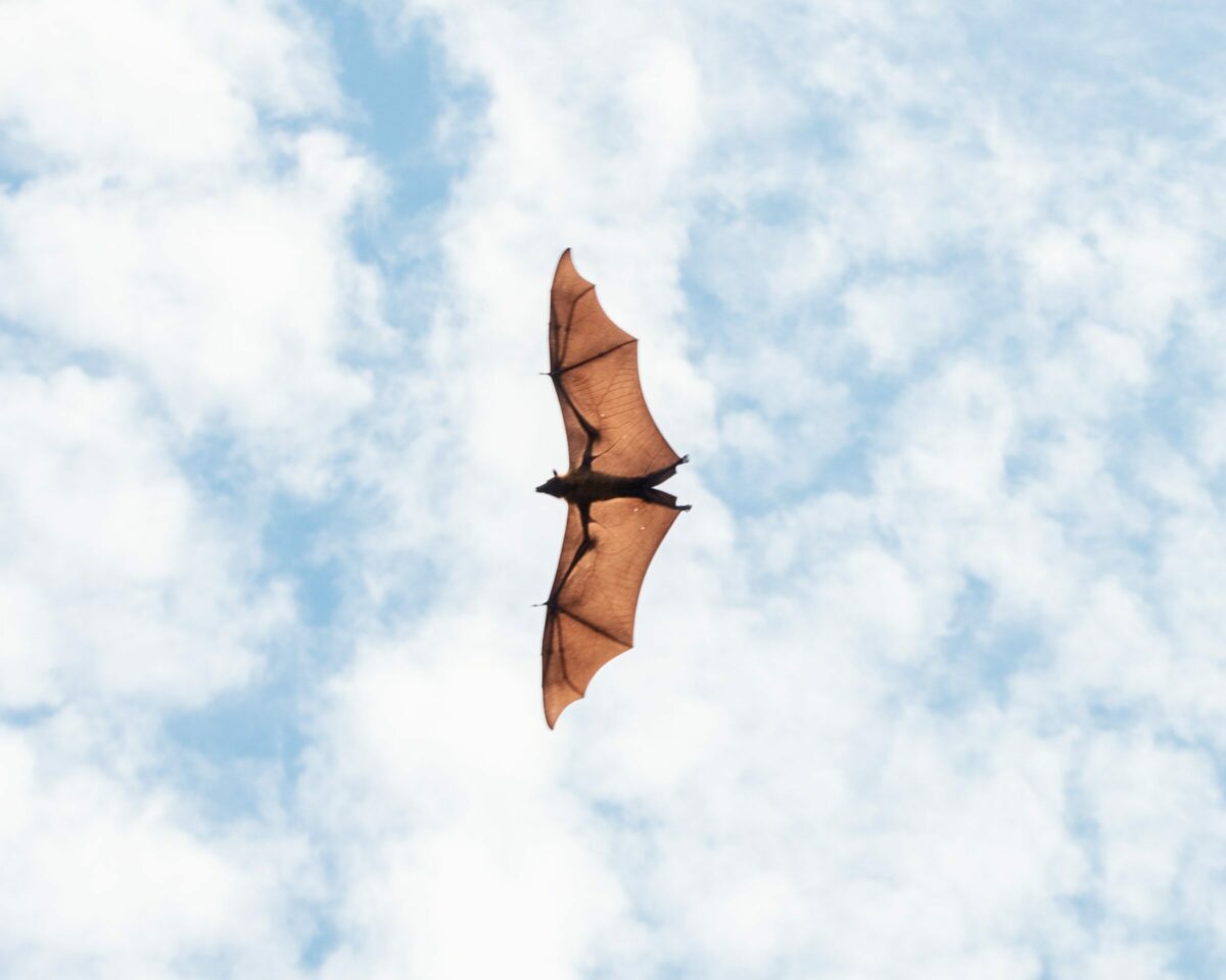 fruit bat flying fox