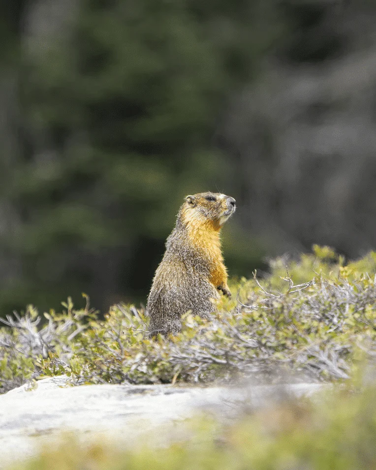 Marmots - Animals Around The Globe