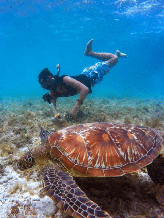 Discover The Best Places To See Sea Turtles Animals Around The Globe