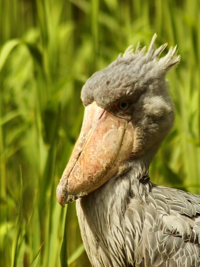 shoebill stork eating crocodile