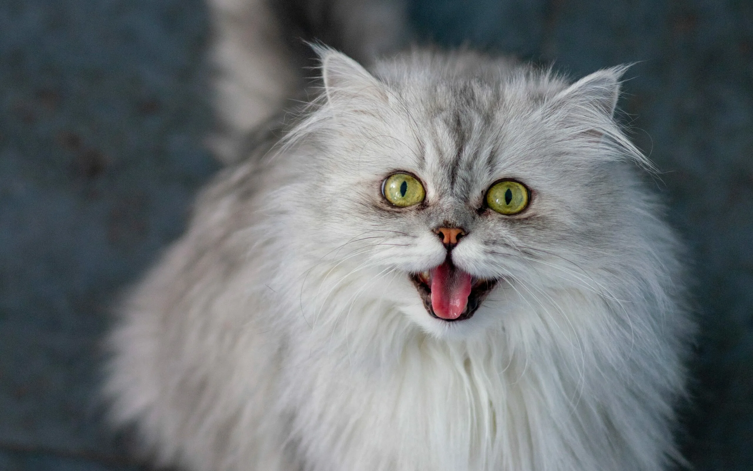The Unique Facial Features of Persian Cats