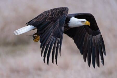 Massive Eagle Outmaneuvers A Crow