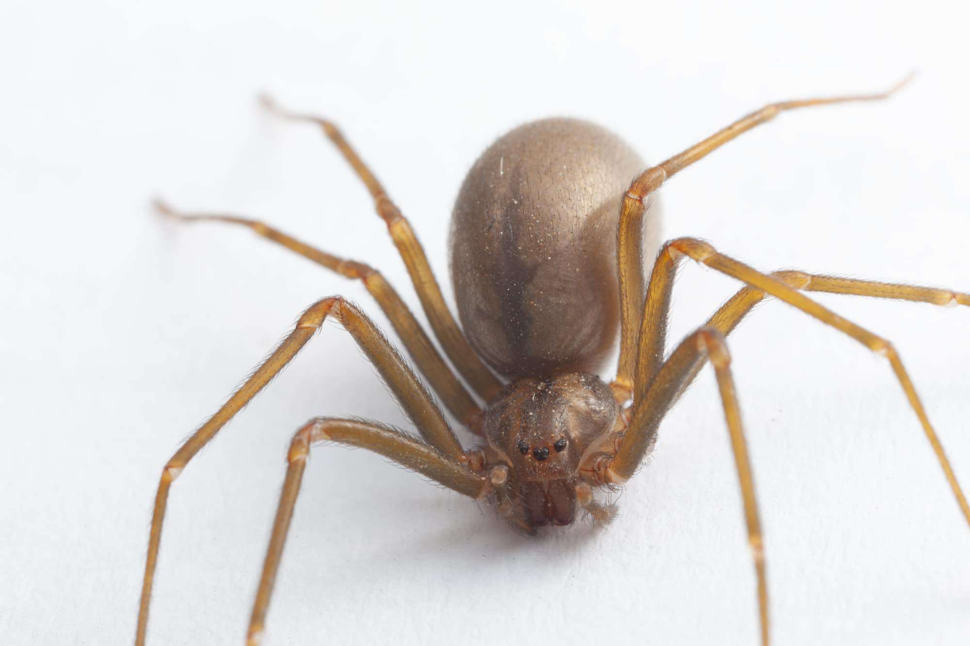 brown recluse spider look alike