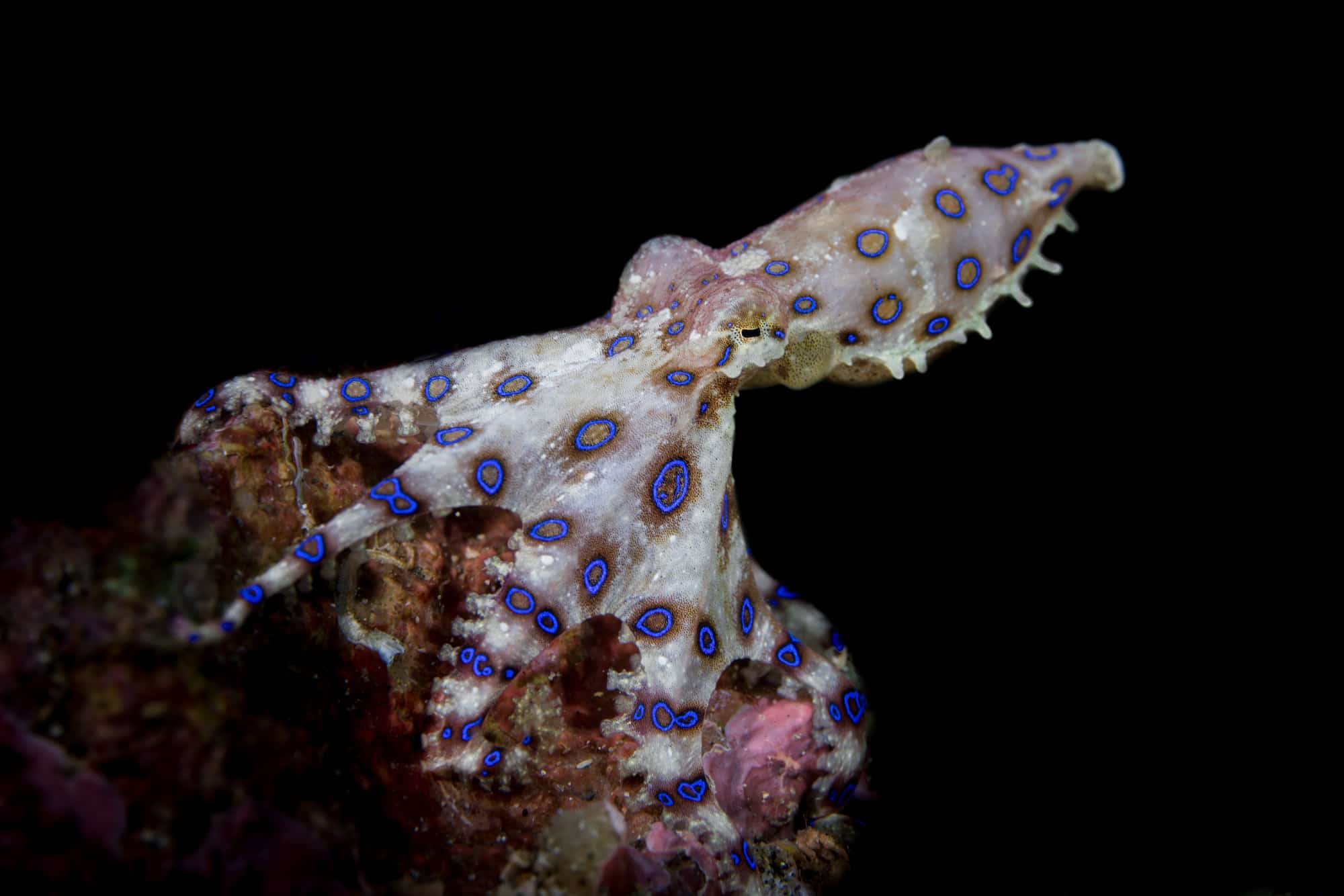 10 Amazing Facts about the Blue Ringed Octopus - Passport Ocean