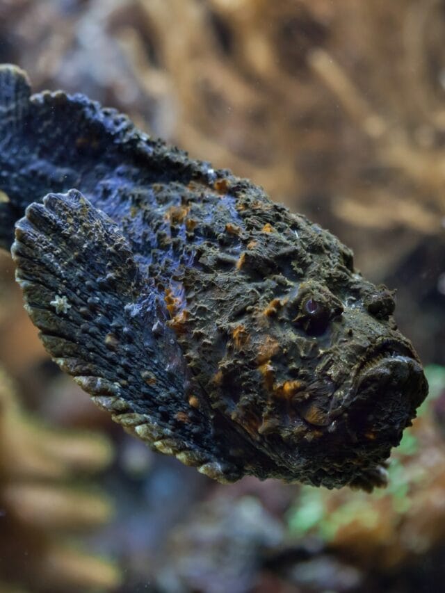 Stonefish Bite - How toxic it is and what to do - Animals Around The Globe