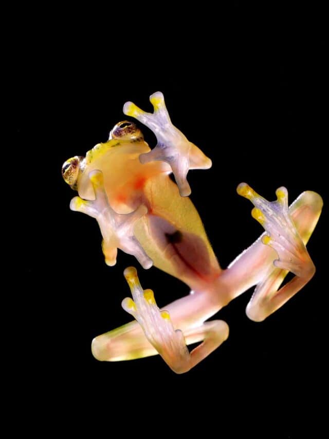 glass frog can cause medical breakthroughs
