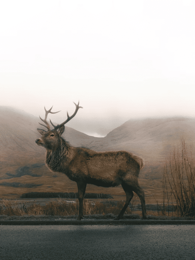 Top 10 States With The Most Elk