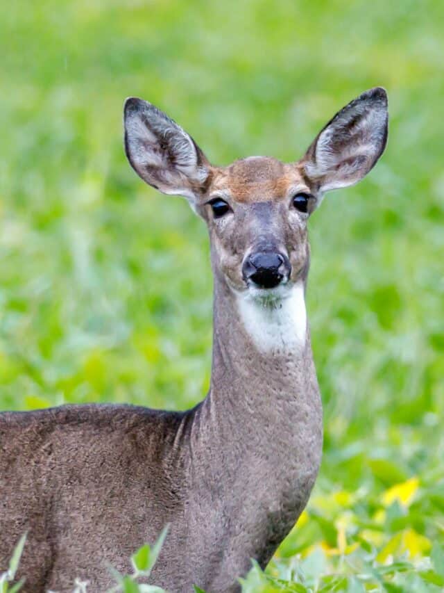 White-Tailed Deer Mysterious Population Rebounding - Animals Around The ...