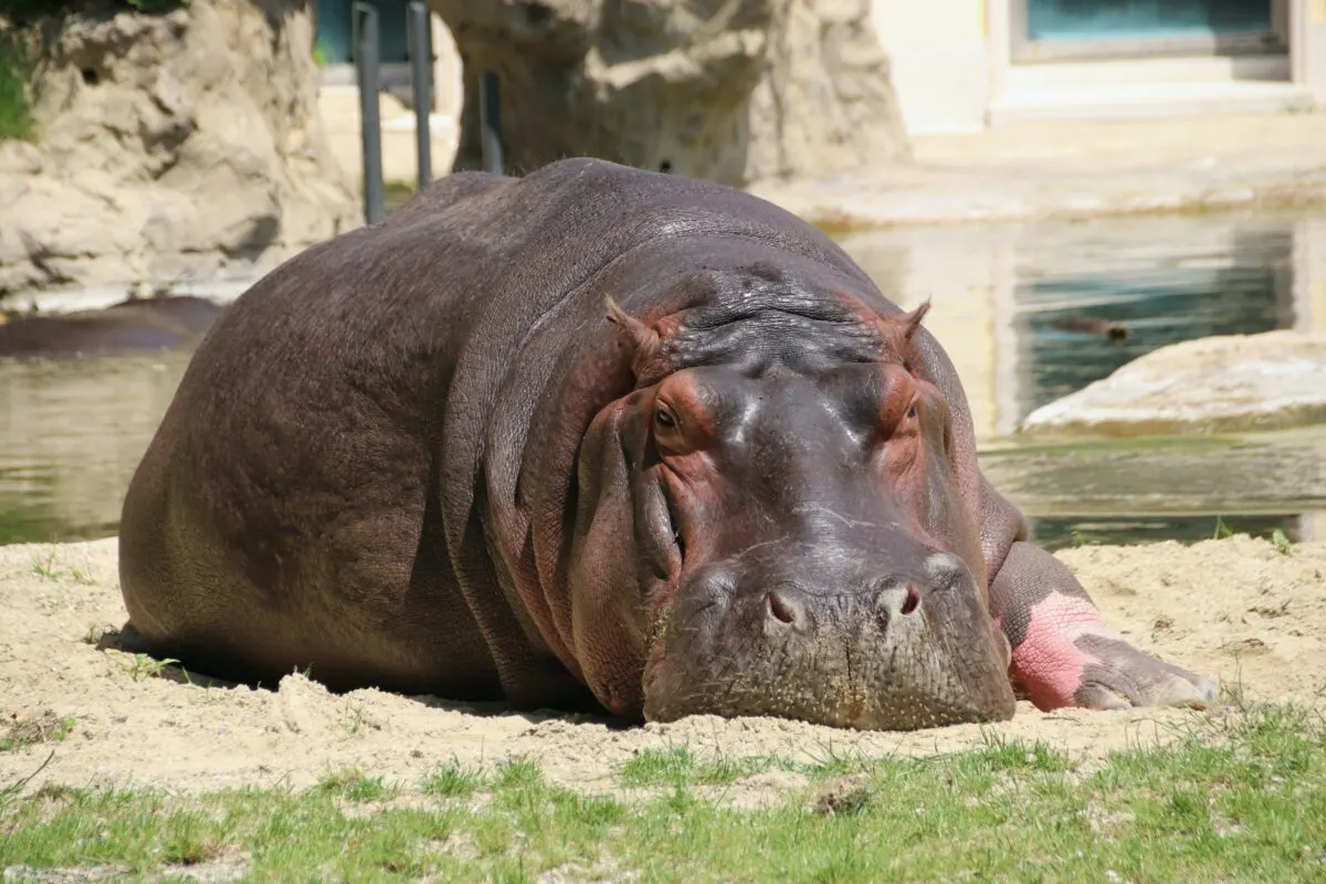 biggest hippo in the world