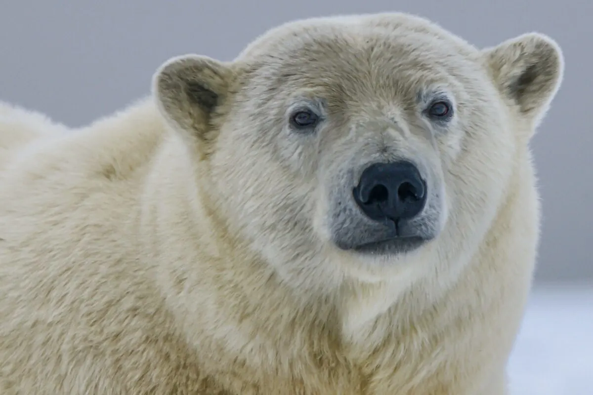 hairless polar bear