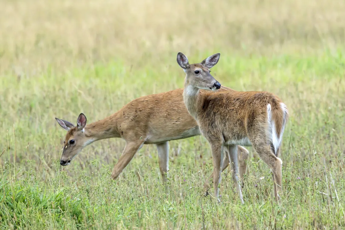 White-Tailed Deer Mysterious Population Rebounding