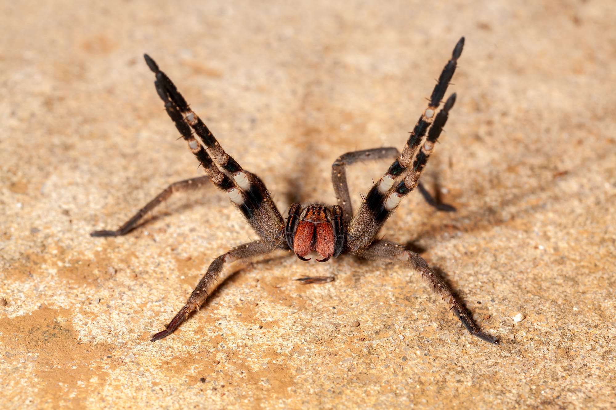 brazilian wandering spider bite fatal