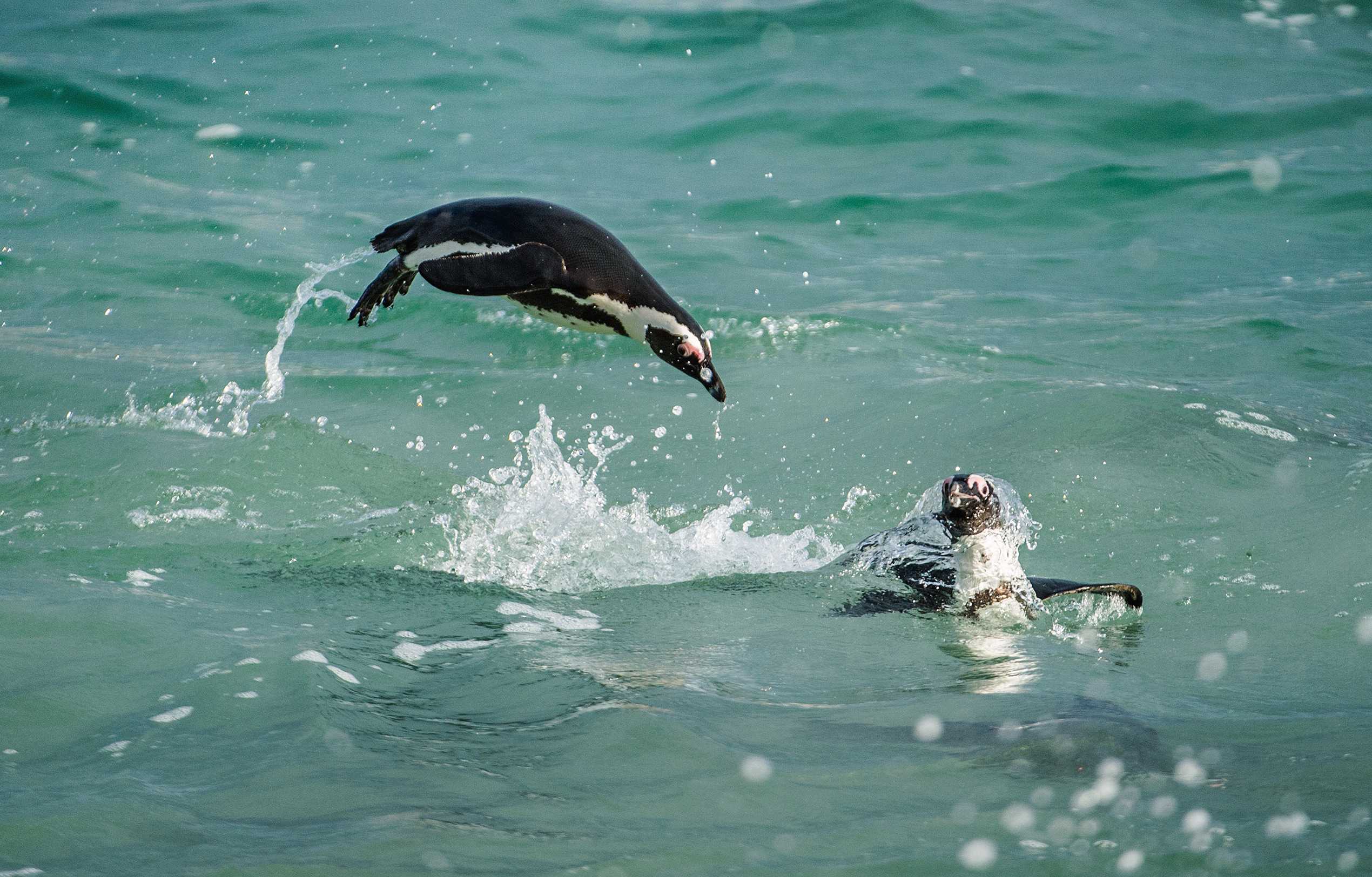 The African Penguin's Struggle for Survival