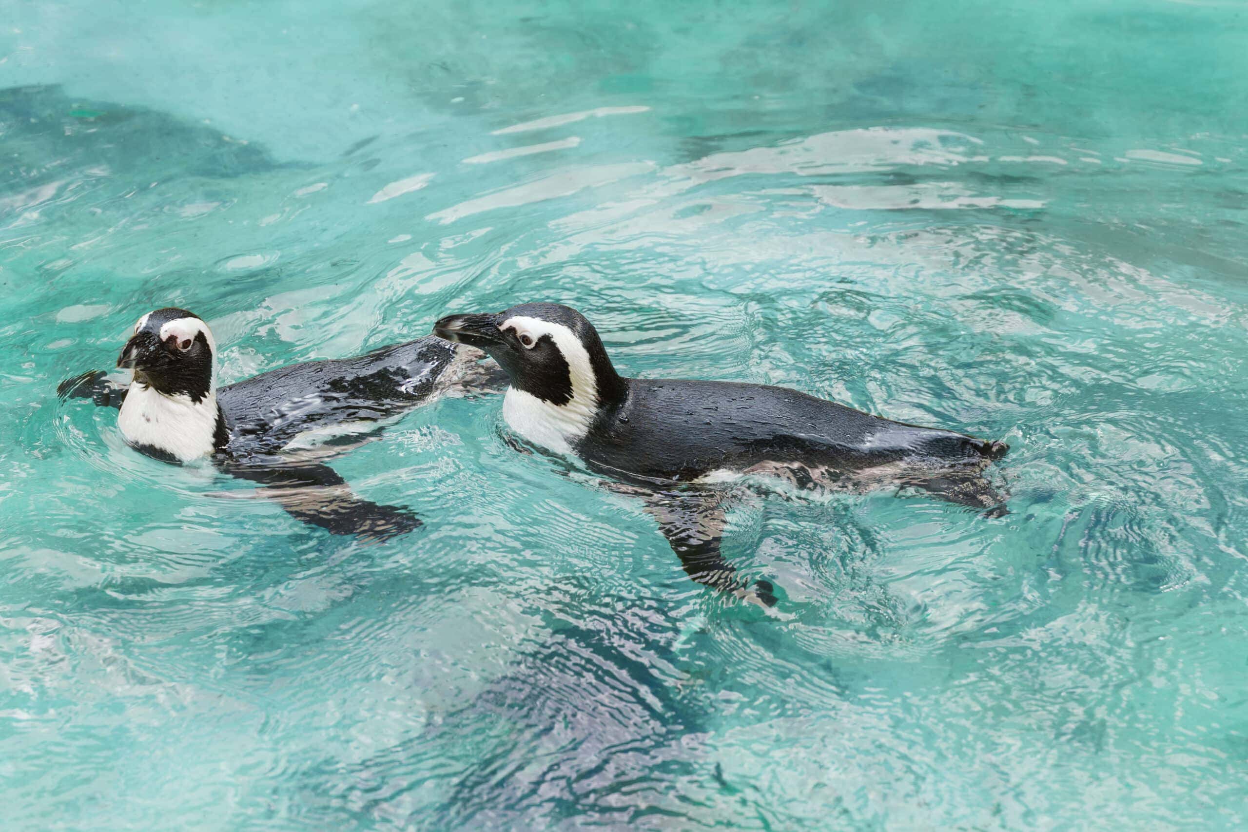 First Swim for a Baby Humboldt Penguin at Oregon Zoo. Image via depositphotos. 