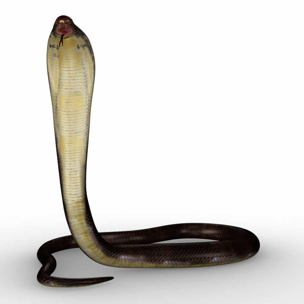 Biting Cobra Snake Stock Photos - Free & Royalty-Free Stock Photos from  Dreamstime