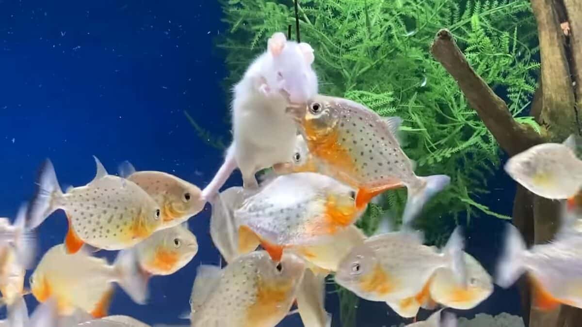 piranha eating goldfish