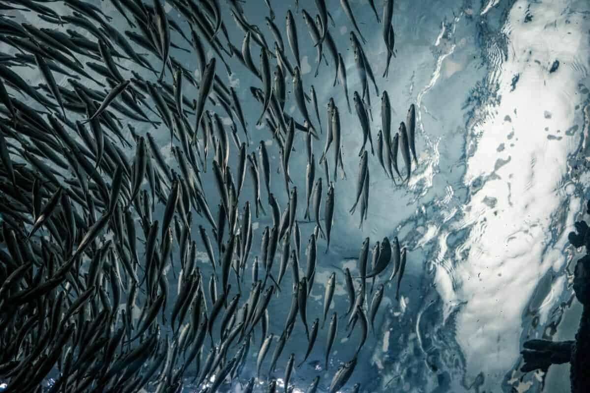 the largest school of fish ever