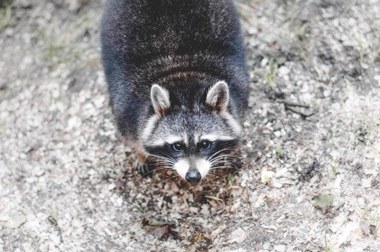 rabies in raccoons