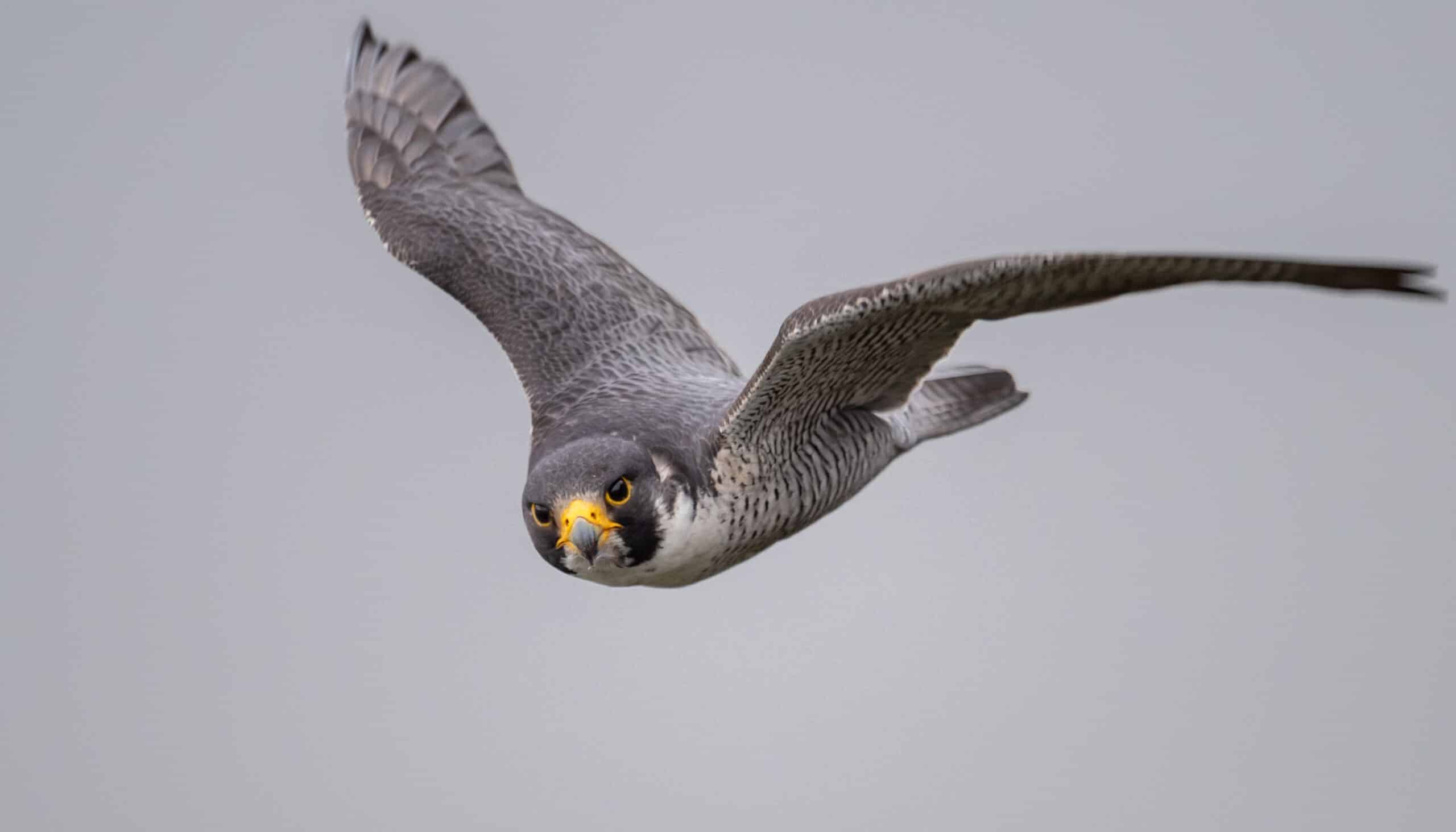 Falcon's high-speed dive generates forces needed to catch agile prey –  Physics World