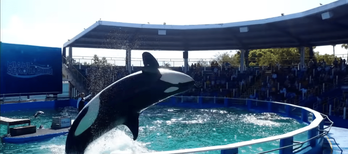 Orca Nearly Released After 50 Years In Captivity - Animals Around The Globe