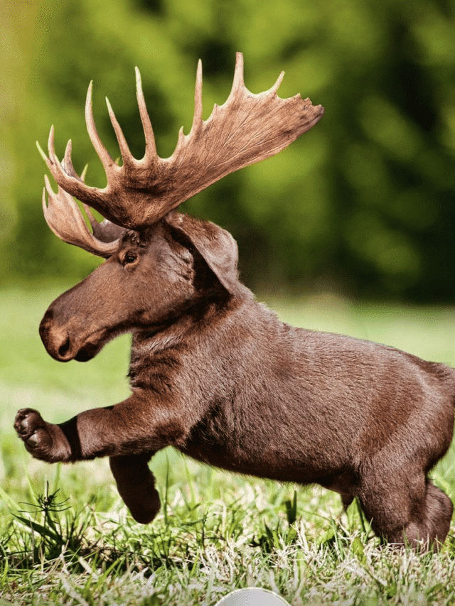 Moose Running Wild