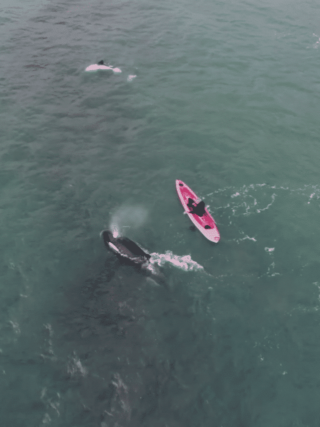 Kayaker Bonds with Playful Orca in New Zealand - Animals Around The Globe