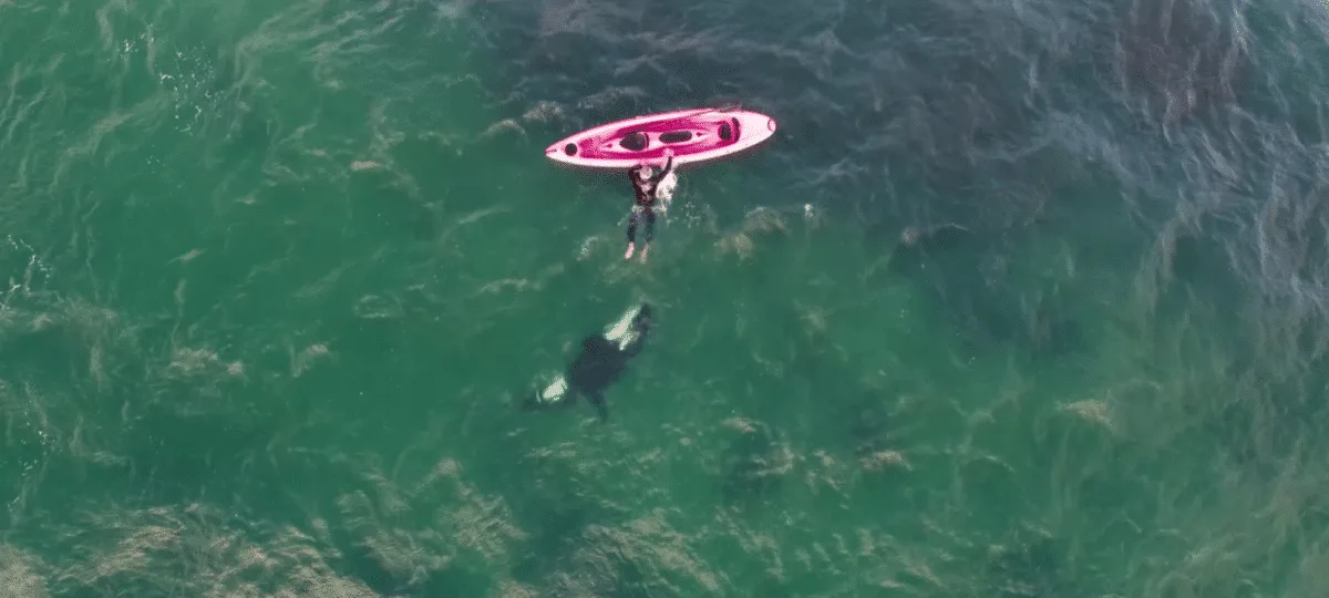 Kayaker Bonds with Curious Orca - Animals Around The Globe