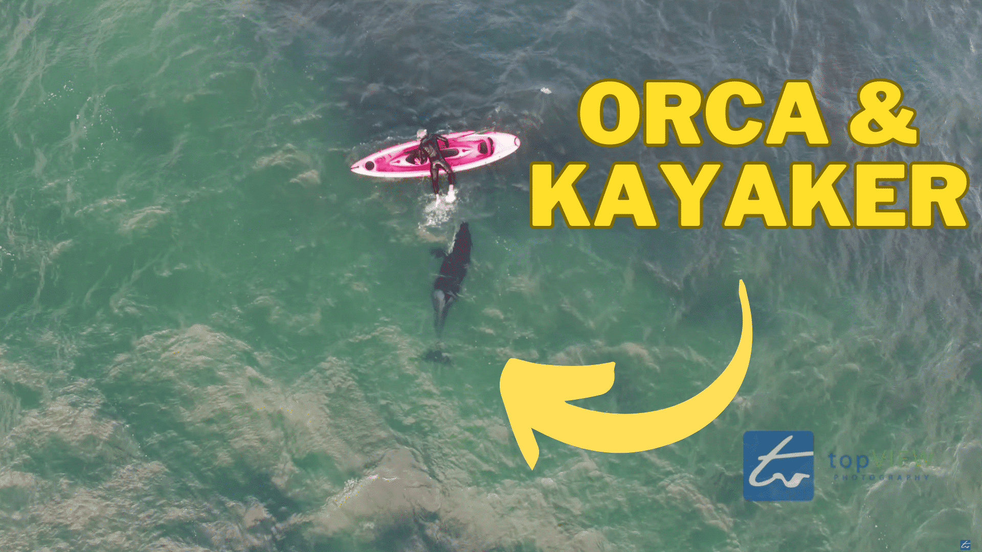 Kayaker Bonds with Playful Orca in New Zealand - Animals Around The Globe