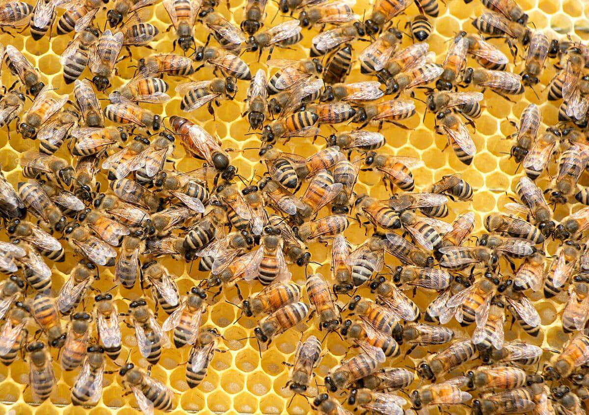 How Honeybees Counter Hornet Attacks