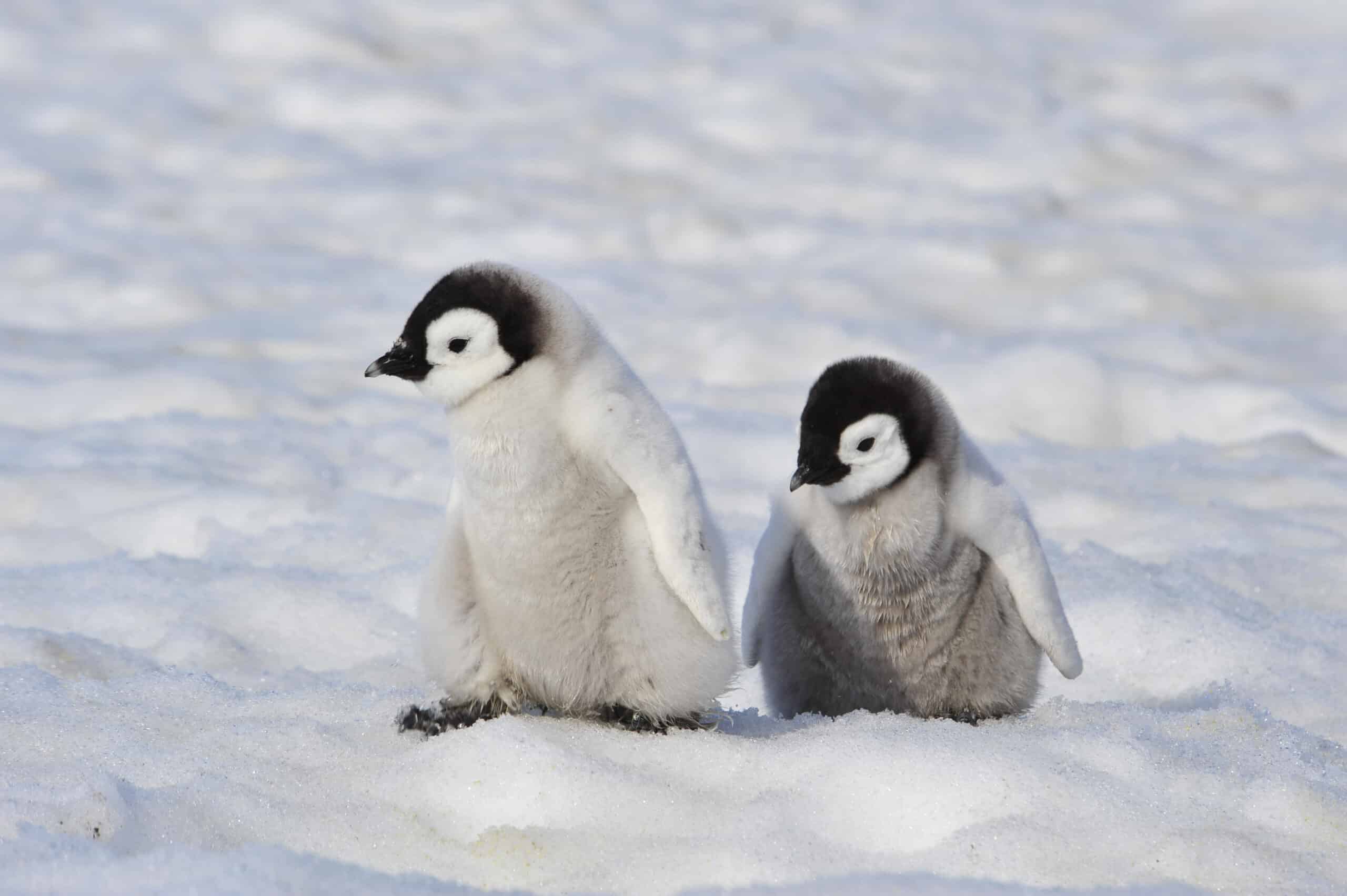 Uncover the Largest Colony of Emperor Penguins - Animals Around The Globe