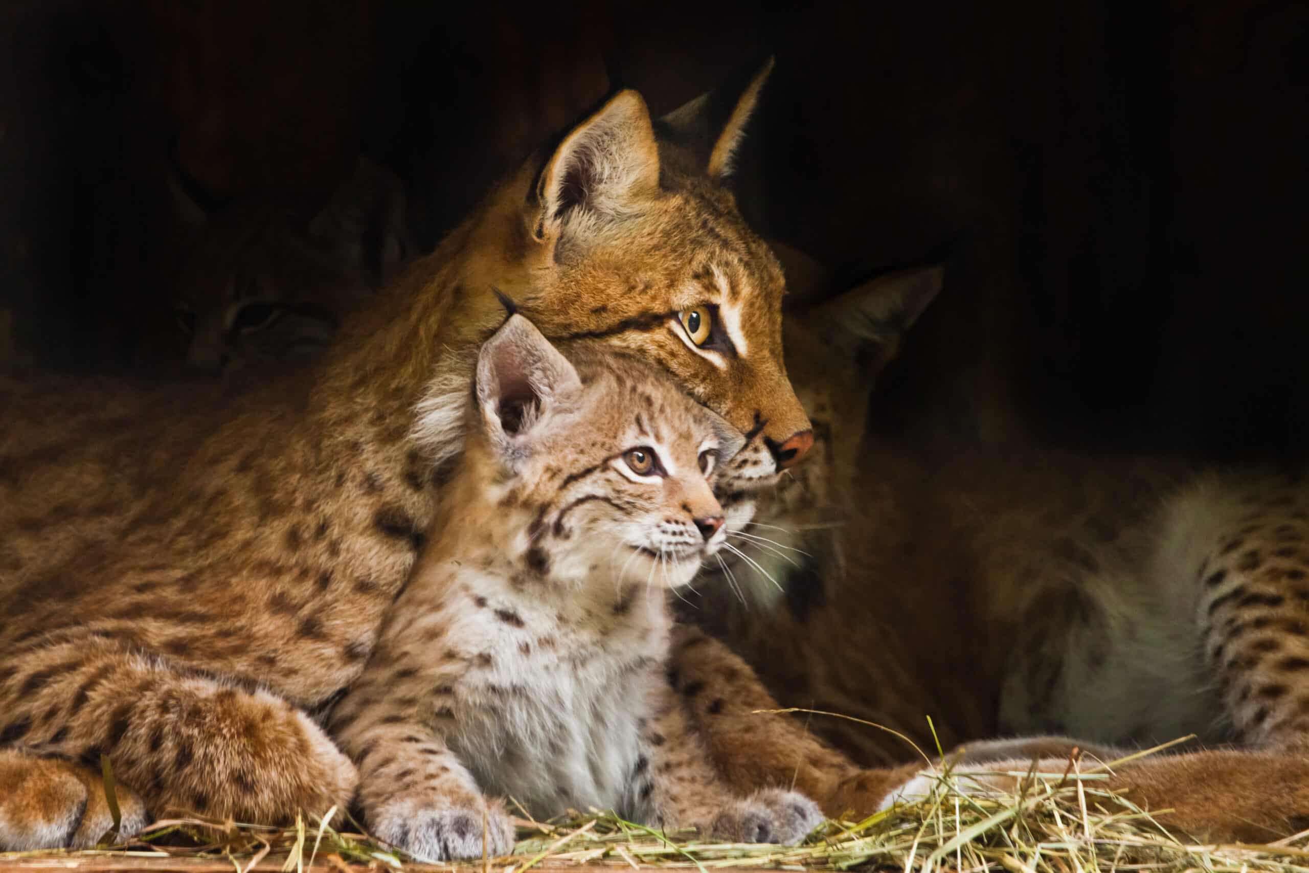 two lynxes