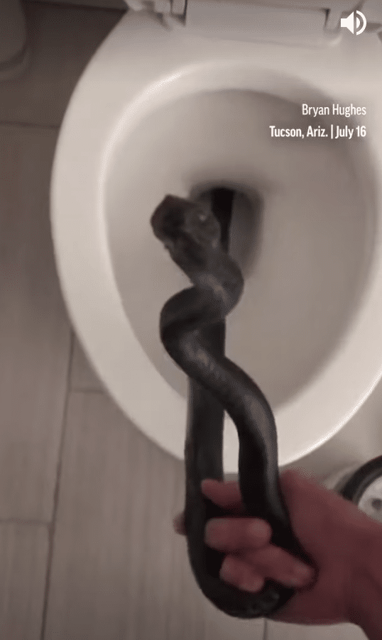 Worst nightmare': Arizona woman finds 3-foot-long snake in her toilet
