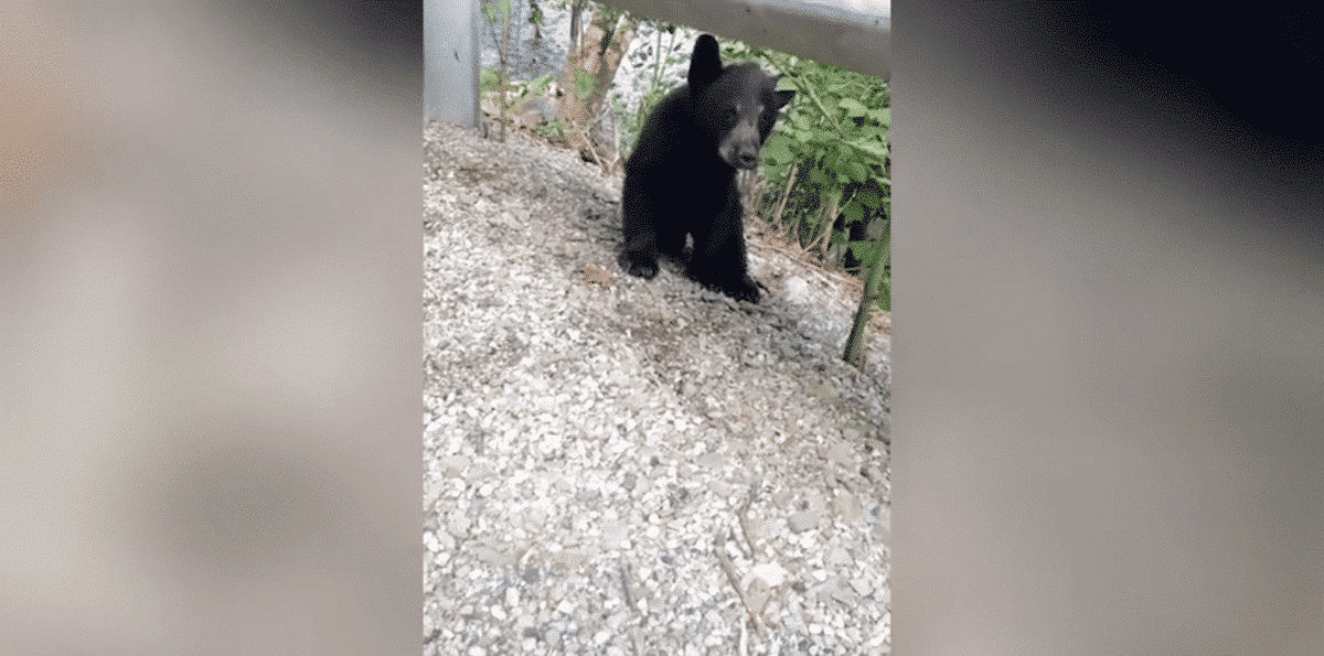 woman rescues bear cub after head gets stuck in container 