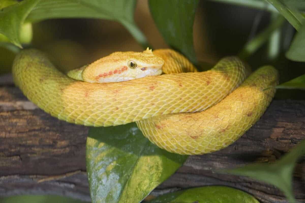 Eyelash viper bite